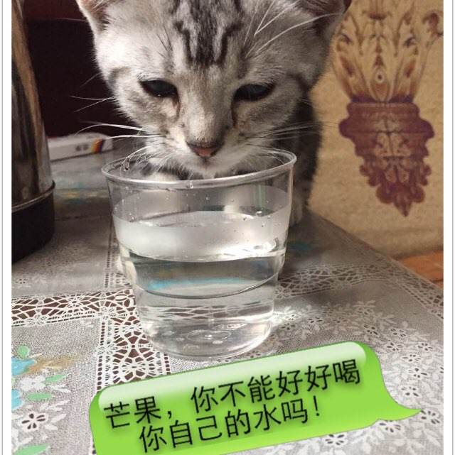 做个南卡罗来纳州身份证